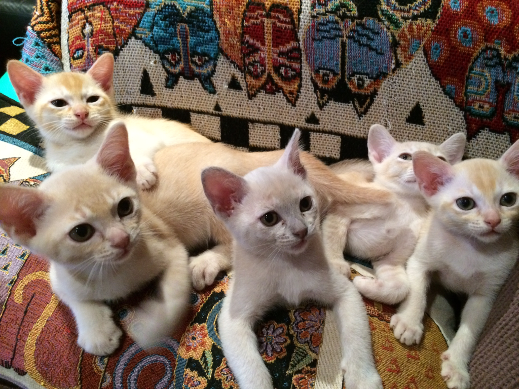 Ducatti BURMESE kittens on a sofa