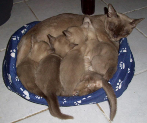 Favori Burmese Cat with kittens on a pillow