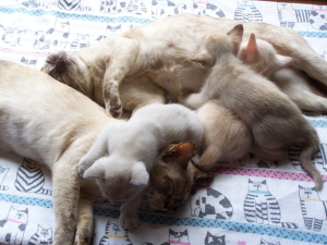 Mandalei Burmese kittens on a blanket