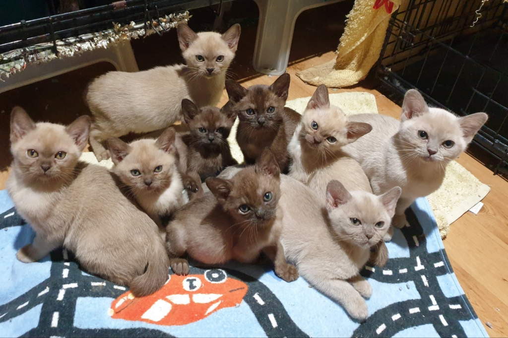 Natmac Burmese kittens on the floor