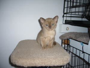 Natmac Burmese kitten on a stand