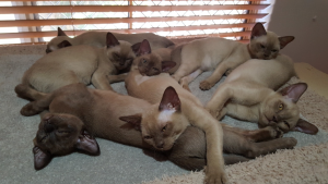 Natmac Burmese kittens on the floor