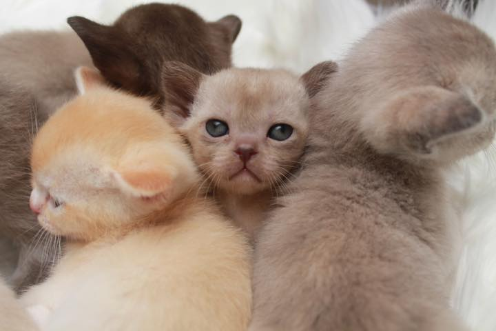 Ramaal Burmese bunch of kittens