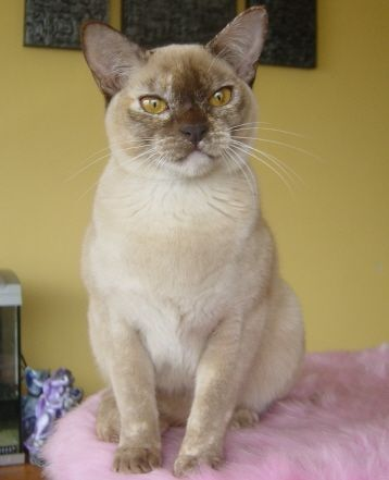 SUKIMAH BURMESE Cat