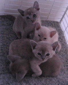 SUKIMAH BURMESE kittens