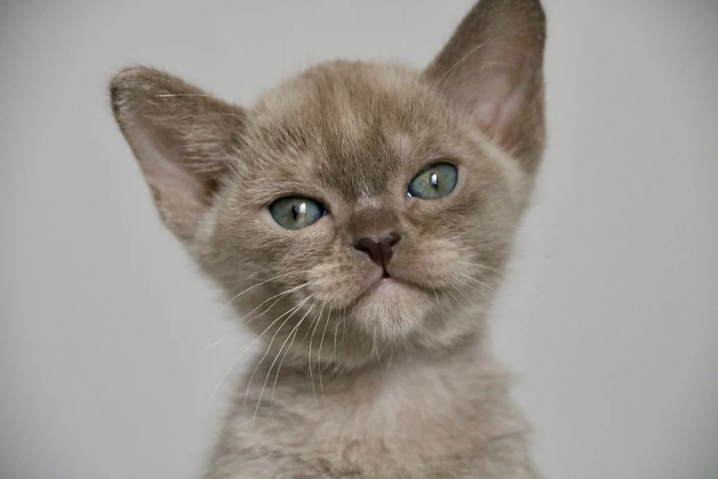 Villanev BURMESE kitten