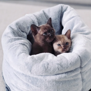 Villanev BURMESE kittens