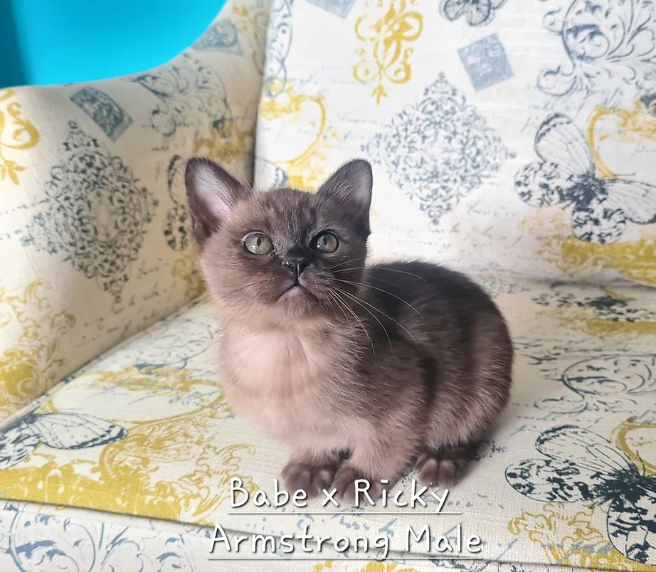 Miamber MANDALAY kitten on a sofa