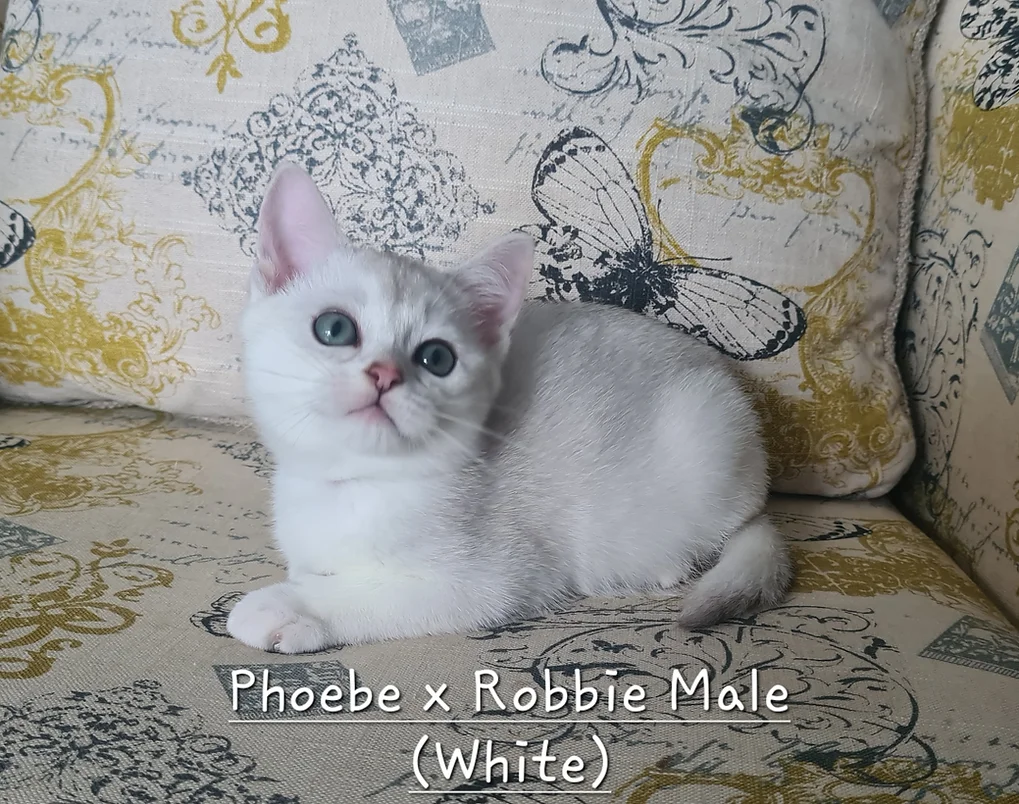 Miamber BURMILLA kitten on a sofa