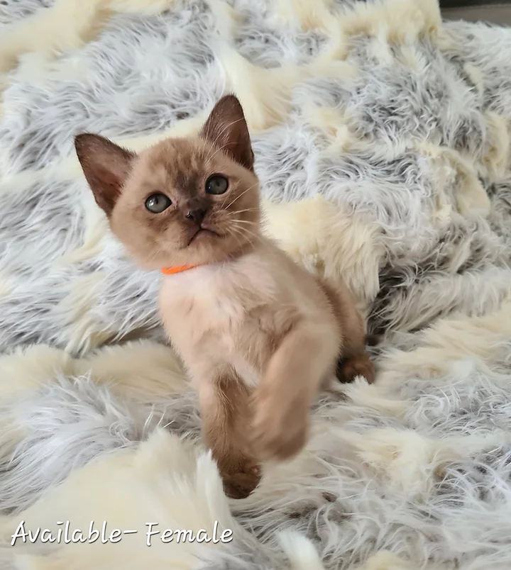 Miamber BURMESE kitten on a blanket
