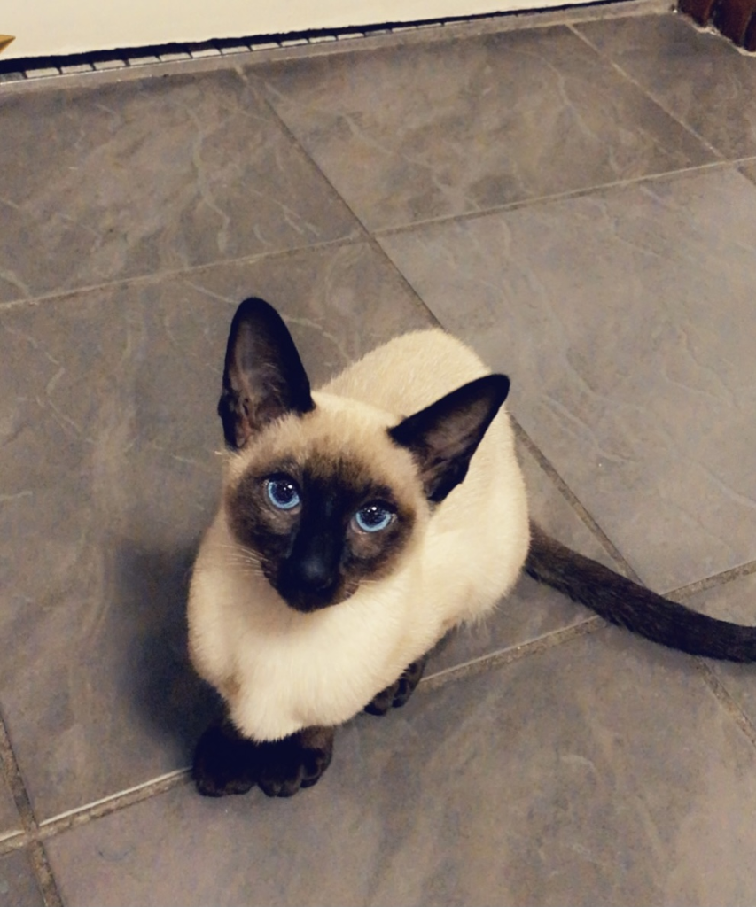 ASTROHENNA BURMESE Cat on the floor