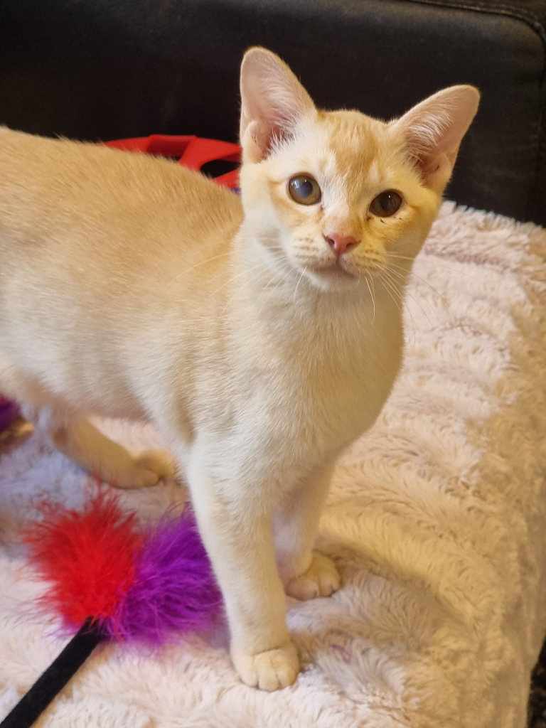 LITTLEBELL BURMESE Cat on a sofa