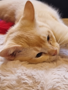 LITTLEBELL BURMESE Cat on a blanket