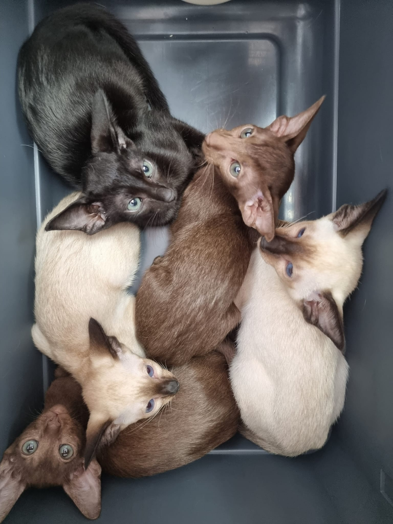 LITTLEBELL ORIENTALS Cats