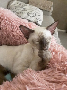 LITTLEBELL ORIENTALS Cat on a blanket