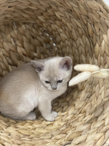 MOJINDA BURMESE kitten in a basket