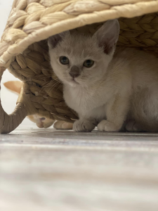 MOJINDA BURMESE kitten under a basket