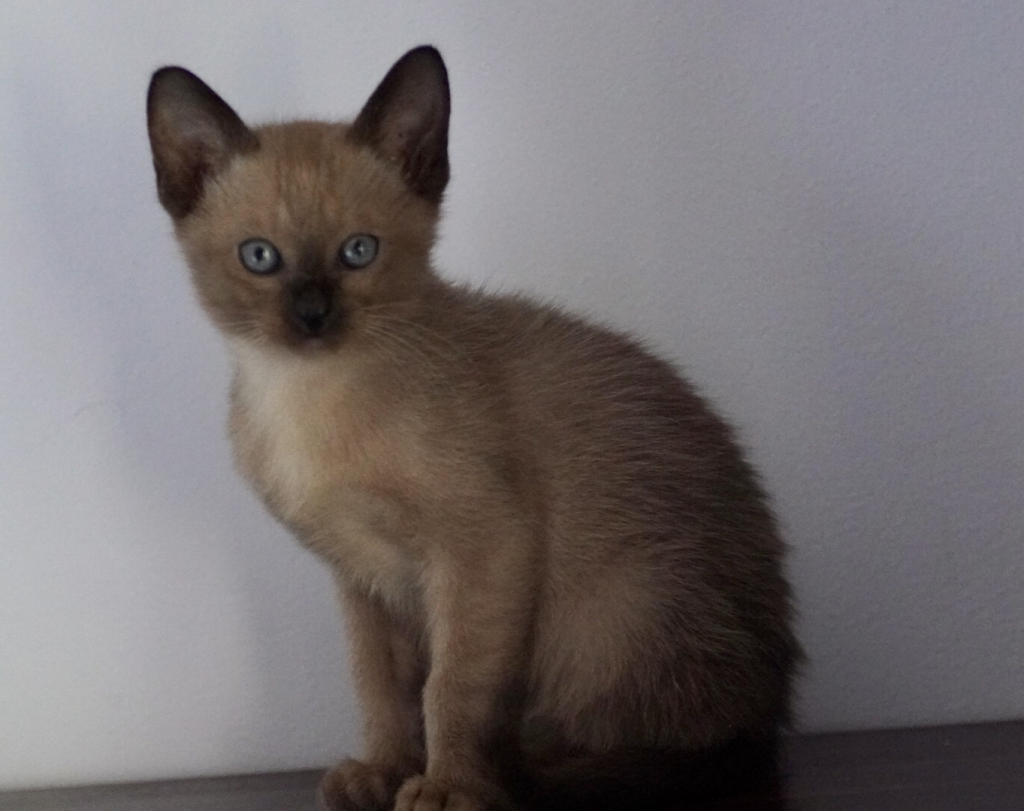 Keshenalana BURMESE kitten