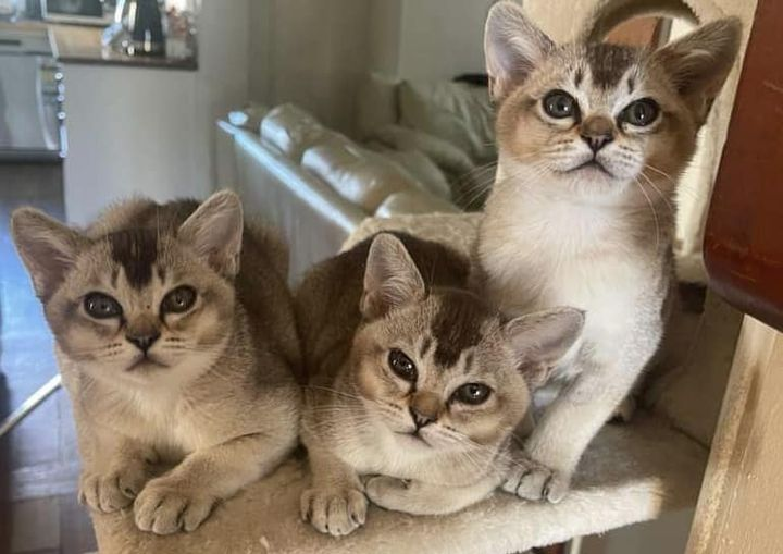 Bunratty BURMESE kittens on a stand