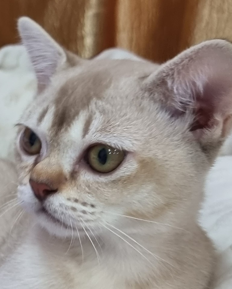 AZTEC BURMESE kitten