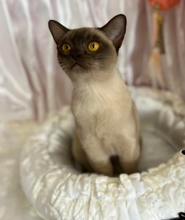 Khalila BURMESE Cat on a pillow