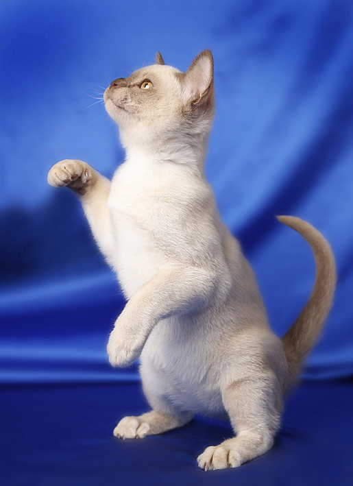 BAJIMBI Burmese kitten