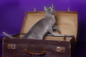 BAJIMBI Burmese kitten in a suitcase