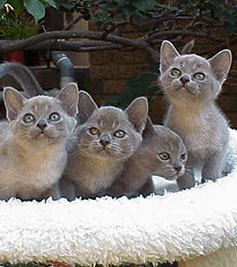 BAJIMBI Burmese kittens on a blanket