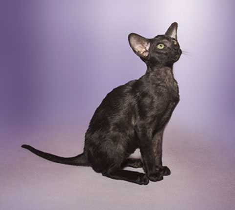 BAJIMBI ORIENTAL Cat