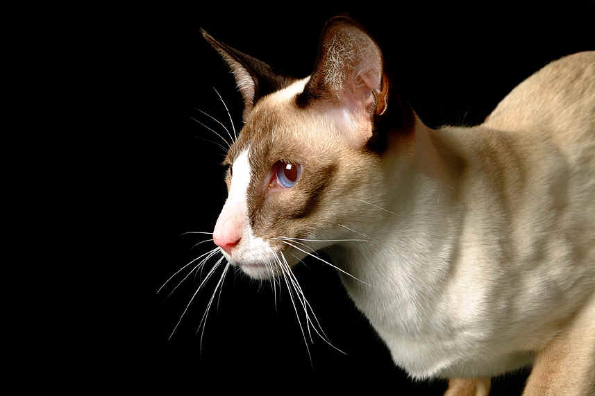 BAJIMBI SIAMESE Cat