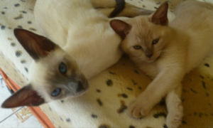 ORAMOR SIAMESE Cat with kitten on a sofa