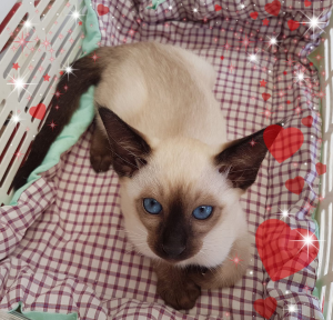ORAMOR SIAMESE Cat on a blanket
