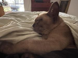 ORAMOR BURMESE Cat on a blanket