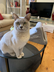 ORAMOR BURMESE Cat on the table