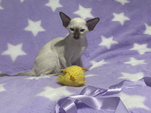 Zuccala SIAMESE kitten on a blanket