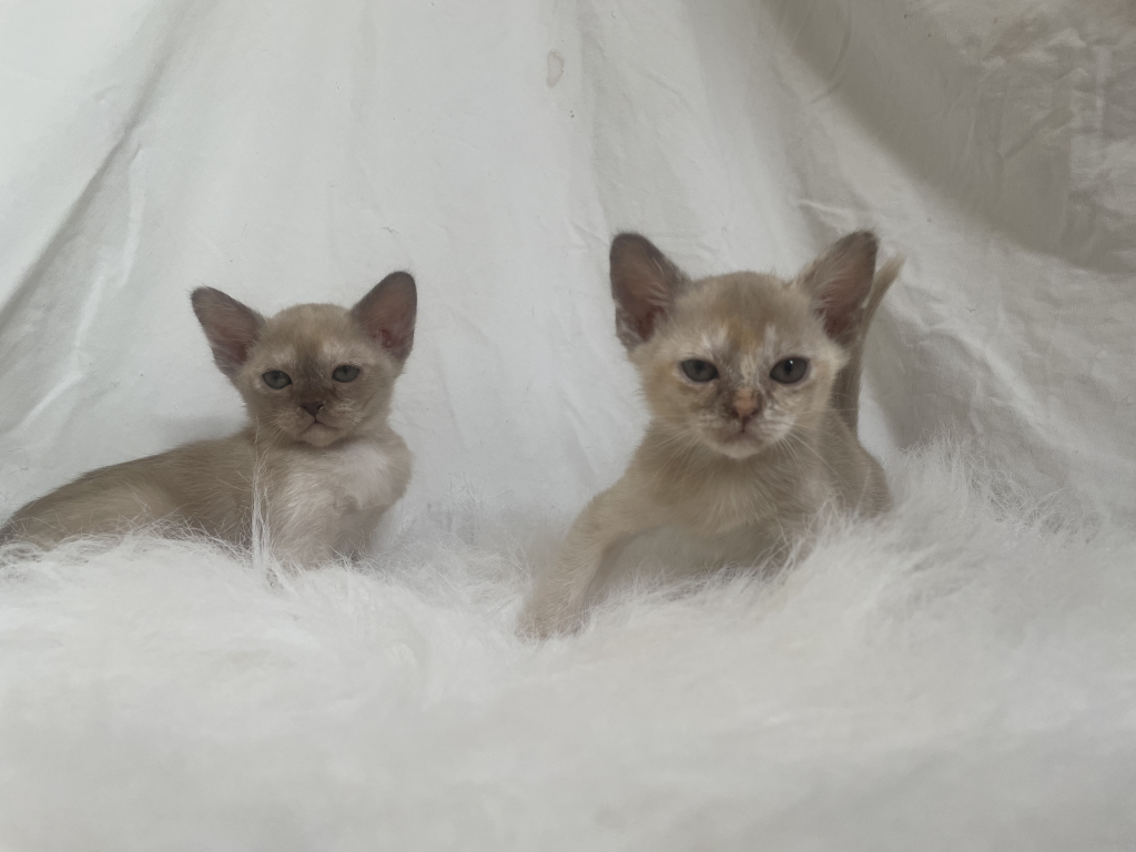 Zuccala BURMESE kittens on a blanket