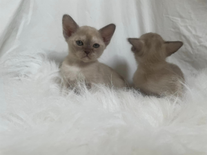 Zuccala BURMESE kittens on a blanket