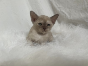 Zuccala BURMESE kitten on a blanket