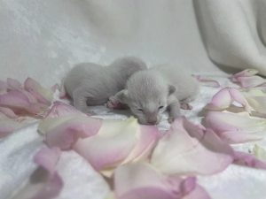 Zuccala SIAMESE kittens on a blanket