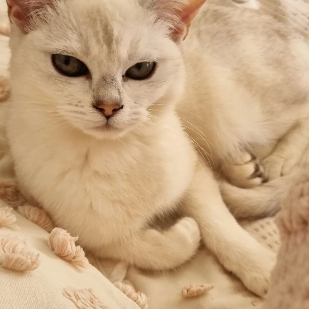 Bohempress Burmilla Cat