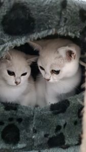 Bohempress Burmilla Cats in a cat house