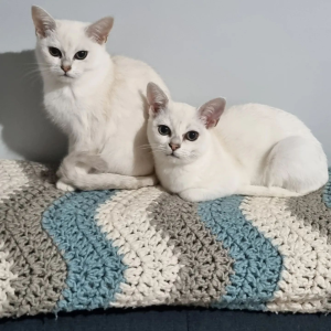 Bohempress Burmilla Cats on a blanket