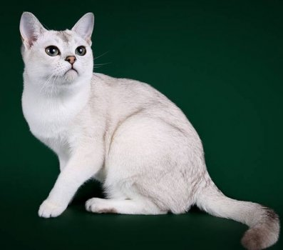 Shezarda Burmillas Cat