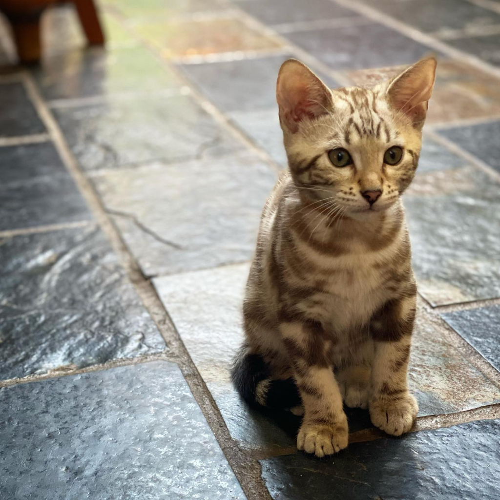 LeopardUs Cheetoh kitten on the floor