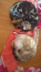 WILDFIRE CHEETOHS Cats on a blanket