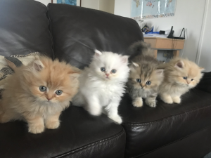 PRINCECAT CHINCHILLA kittens on a sofa
