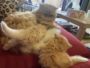 PRINCECAT PERSIAN Cat with kittens on a sofa