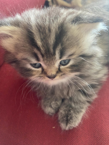 PRINCECAT CHINCHILLA kitten on a sofa