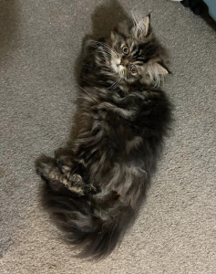 PRINCECAT CHINCHILLA Cat on the carpet