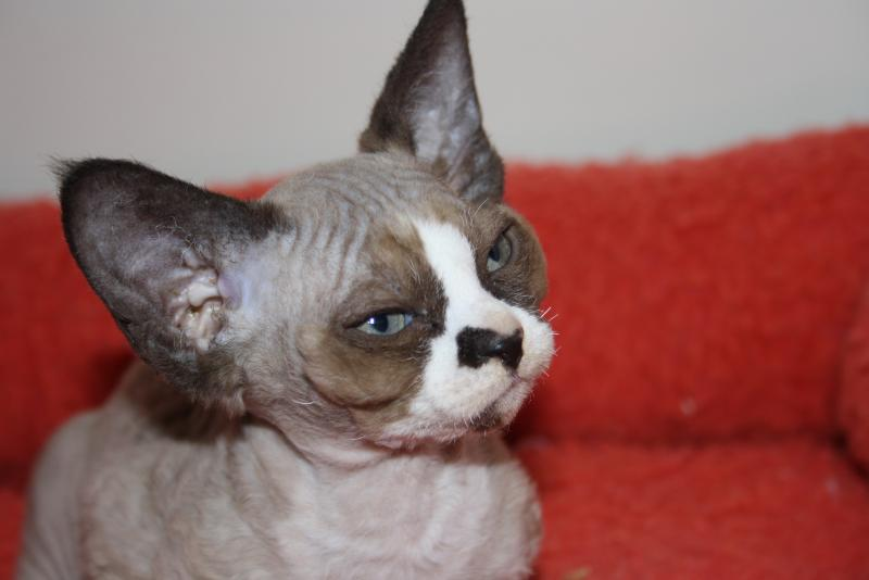 ASTRACAN DEVON REX kitten on a pillow